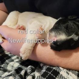 Red collar - Parti female Poodle puppy in Shelby, Alabama from New Life Family Farm