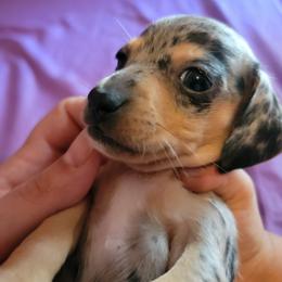 Dachshund Puppies from Divine Doxies