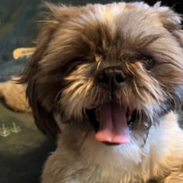 Toby - Tricolor male Shih Tzu puppy in Hemet, California from Aloha Shih Tzu