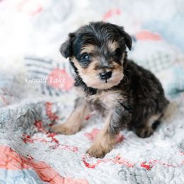 Galinda - Merle female Schnoodle puppy in Grove, Oklahoma from Grand Lake Poodles & Doodles