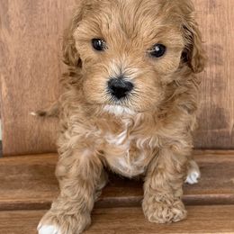 Cavapoo and Goldendoodle Puppies from Our Doodle Dwelling