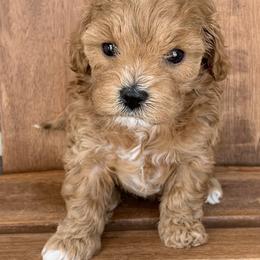 Cavapoo and Goldendoodle Puppies from Our Doodle Dwelling