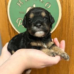 Rocky - Brown and tan male Cockapoo puppy in Liberty, Kentucky from Kentucky Cockapoos