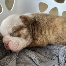 Bulldog puppies from Lulu’s EB Babies