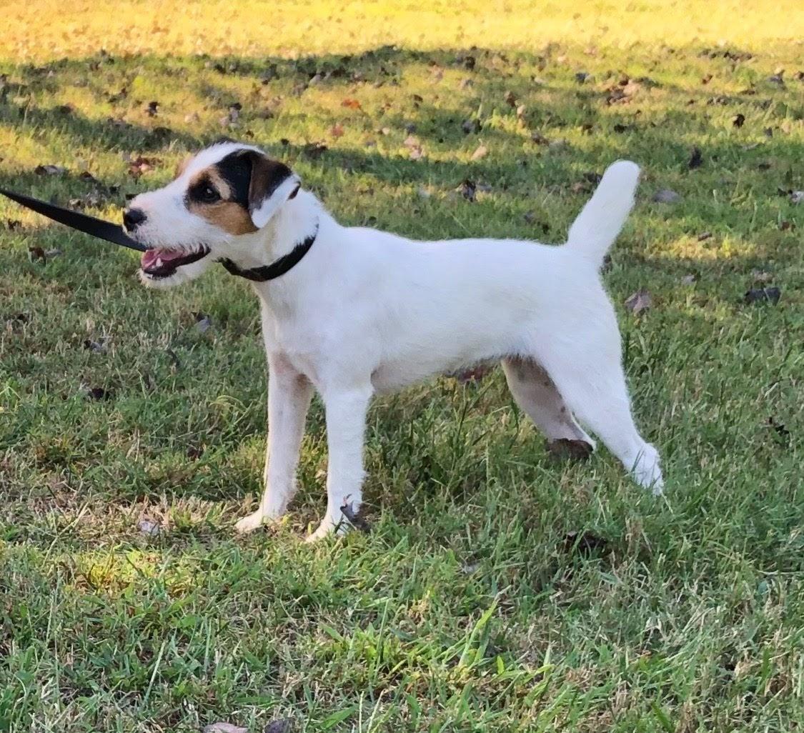 Russelinoラッセルノ Lockenlode Jack Russells in North Carolina | Jack Russell Terrier