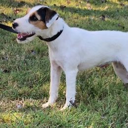 Jack Russell Terriers from Lockenlode Jack Russells