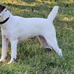 Jack Russell Terriers from Lockenlode Jack Russells