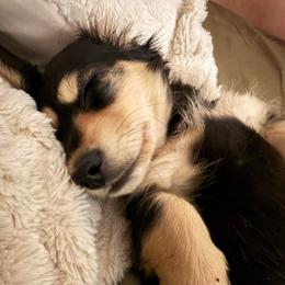 Pecan Pie - Black and cream male Dachshund puppy in Ava, Missouri from Beaver Creek Kennels