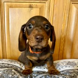 Stetson - Chocolate and tan male Dachshund puppy in Carrollton, Illinois from Kelly's Doxies