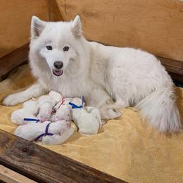 Boy 5 - White male Samoyed puppy in Effingham, Illinois from The Office Pups