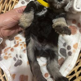 B1 - Black and silver male Miniature Schnauzer puppy in Sugar Land, Texas from Silver Paw Ranch