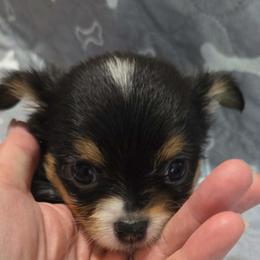 Comet - Black and tan male Chihuahua puppy in Kyle, Texas from joy of chihuahuas tx