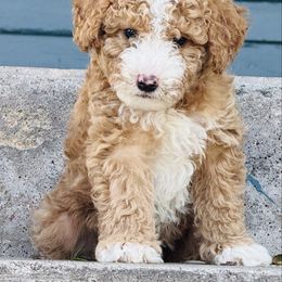 Waldo - Red male Bernedoodle puppy in Saint Francis, Kansas from Land of Oz Doodles