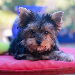 Happy Girl - Blue and gold female Yorkshire Terrier puppy in Stanton, California from Essence of Grace Yorkies