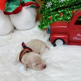 Snowy cream boy - Cream male Dachshund puppy in Prescott, Arizona from Dachshund Family Love Breeders