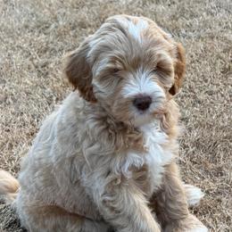 Grey Boy - Caramel cream male Australian Labradoodle puppy in West Union, South Carolina from Golden Corner Labradoodles, LLC