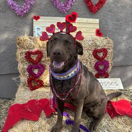 Tea - Chesapeake Bay Retriever