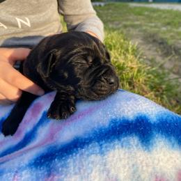 Grey collar male - Black male Boerboel puppy in Sedgewickville, Missouri from Heritage Boerboels