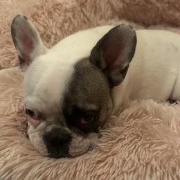 Mia - French Bulldog