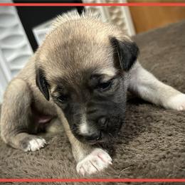 Red - Fawn female Anatolian Shepherd Dog puppy in Clark, Wyoming from Fyne Acres