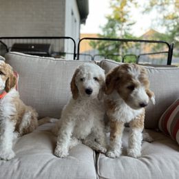 Sheepadoodle Puppies from BelovedSheepadoodles