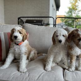 Sheepadoodle Puppies from BelovedSheepadoodles