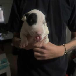 Stormy - White female Bull Terrier puppy in Rowland Heights, California from Northeast Bull Terriers