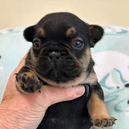 Kenny - Black and tan male French Bulldog puppy in Germantown, Ohio from LaBelle Bulldogs