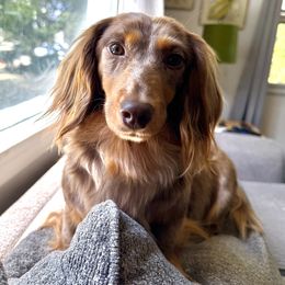 Tilly - Dachshund
