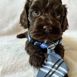 Stoick - Brown male Cockapoo puppy in Adrian, Oregon from ApplebyFarm