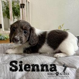 Sienna - Gray (blue) and tan female Dachshund puppy in Kemp, Texas from Koli Acres