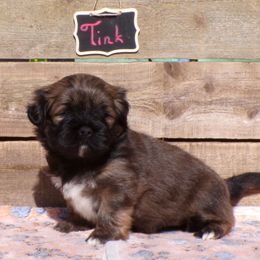 Tink - Brown female Lhasa Apso puppy in Jefferson, New York from Absolute Lhasa Love