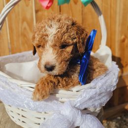 Goldendoodle Puppies from Heavenly Goldendoodles