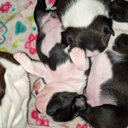 Boston Terrier Puppies from Ta-Koda Boston Terriers