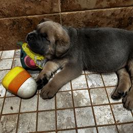 Cane Corso Puppies from Willow’s Meadow