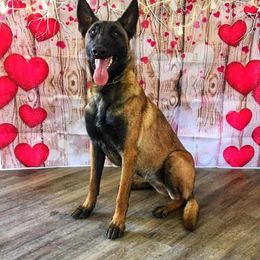 Belgian Malinois All Grown Up from Mally’s Malinois