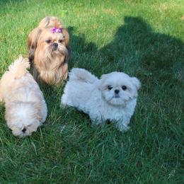 Shih Tzu Puppies from Majesty’s Shih Tzus