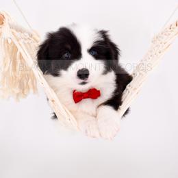 American Corgi and Pembroke Welsh Corgi Puppies from Blacktail Mountain Corgis