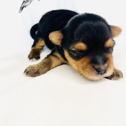 Yorkshire Terrier Puppies from Hummingbird Farm & Gardens