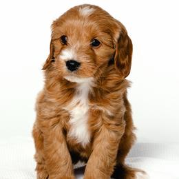 Smalls - Red  female Goldendoodle puppy in Slc, Utah from Timp Doodles