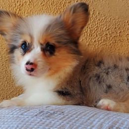American Corgis and Pembroke Welsh Corgis from Skoal Creek Corgi's
