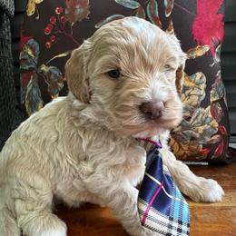 Elmer - Caramel cream male Labradoodle puppy in Camden, North Carolina from Oopsie Doodles of NC