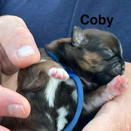 Coby - Tricolor male Shih Tzu puppy in Bloomfield, Indiana from Meihem Pups