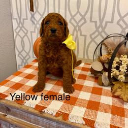 Yellow female - Red  female Goldendoodle puppy in Haughton, Louisiana from Bailey’s Cajun Canines