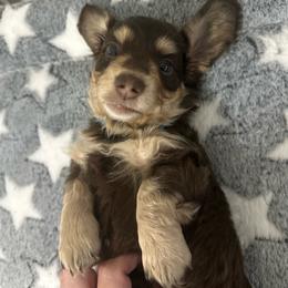 Blue boy - Chocolate and cream male Dachshund puppy in Kissimmee, Florida from Dazzling Frenchies and Doxies