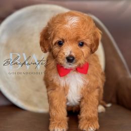 Fern - Red  male Goldendoodle puppy in Amarillo, Texas from Blackwater Doodles
