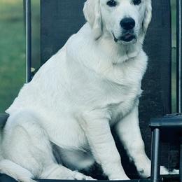 Lucky - Golden Retriever