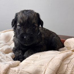 Pepper Salt Male 3 - Pepper and salt male Giant Schnauzer puppy in St George, Utah from Schnauzer Ranch