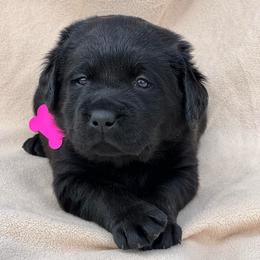Black Female Pink Collar - Black female Labrador Retriever puppy in Beaverdam, Virginia from Gold Heart Labradors