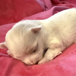Maltese and Maltipoo Puppies from Julie Tremblay